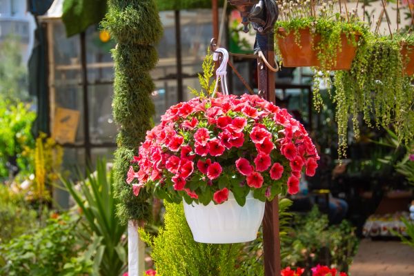 Cost of Hanging Planter Installation in Cheyenne