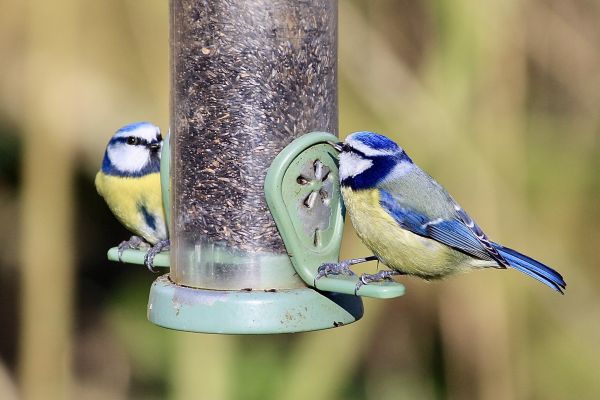 Bird Feeder Mounting Service in Cheyenne